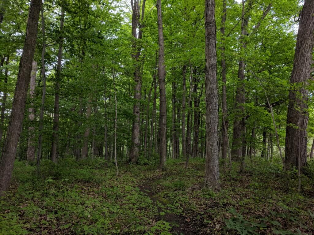 a forest in rouge national urban park, toronto