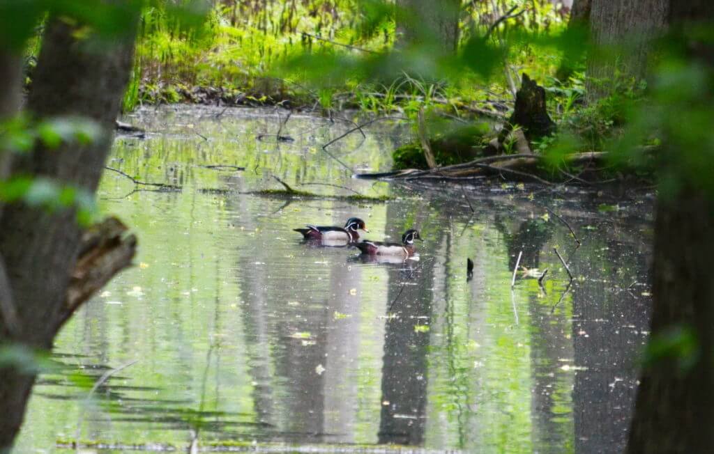 wood ducks in rouge national urban park, toronto