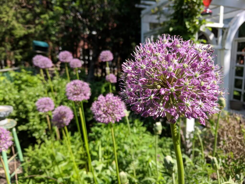 allium in our toronto garden