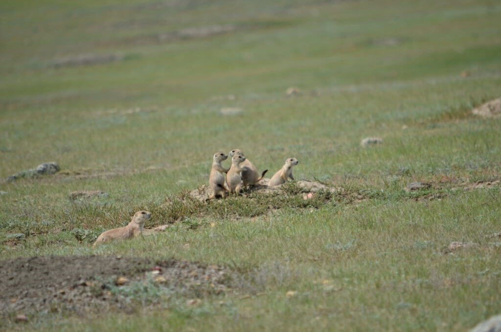 Image of black-tailed prairie dogs in grasslands national park, saskatchewan