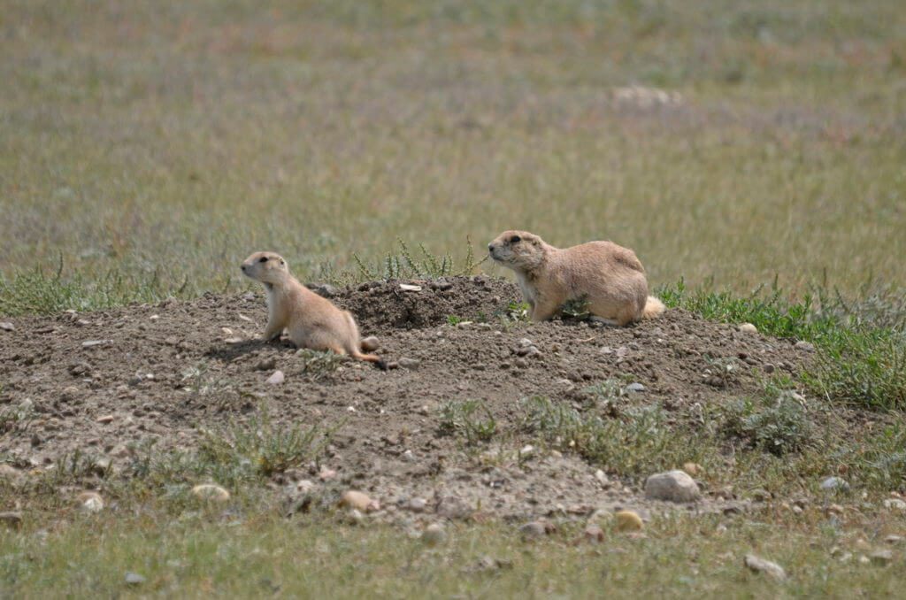 Image of black-tailed prairie dogs on their mound, grasslands national park, saskatchewan