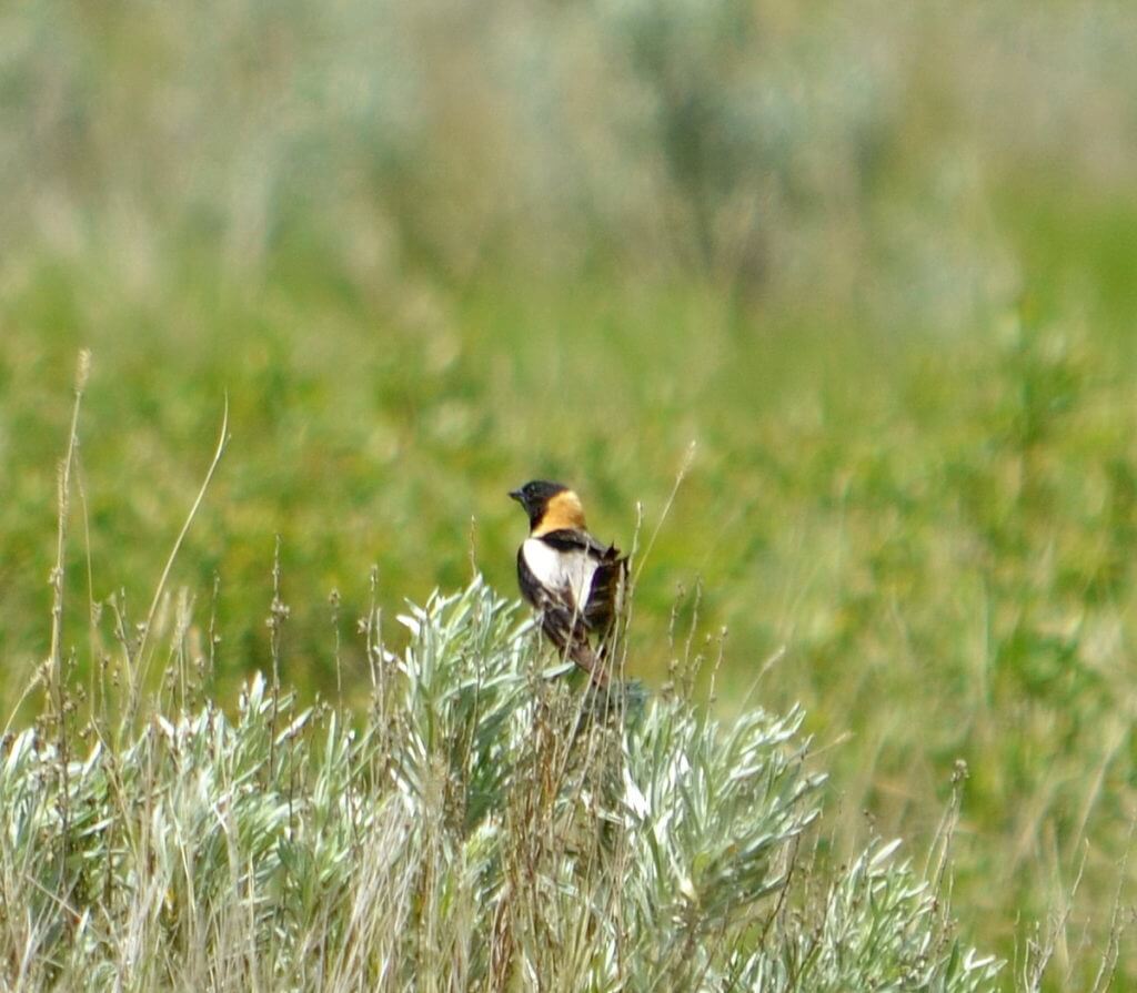 Image of a bobolink sitting on a plant in grasslands national park, saskatchewan