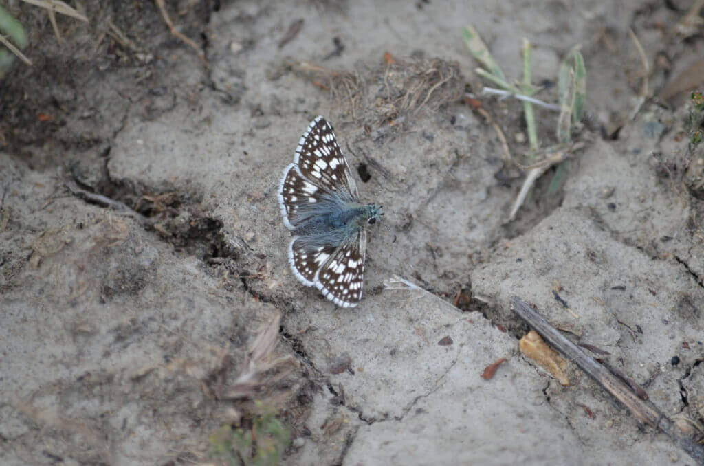 Image of a common checkered-skipper butterfly, grasslands national park, saskatchewan