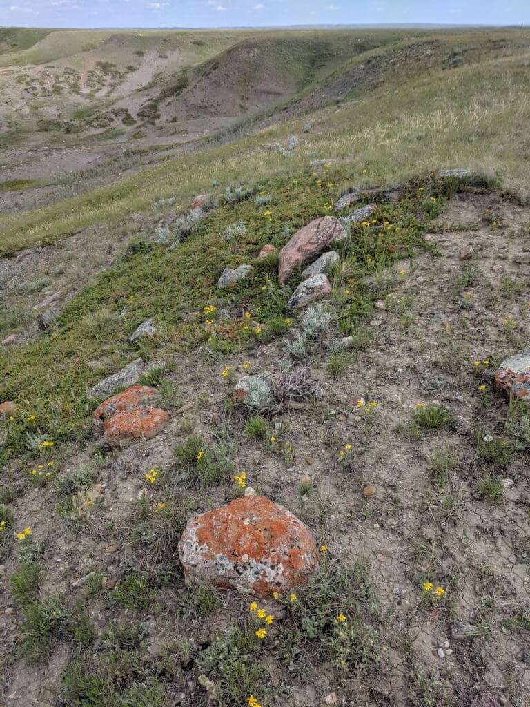 Image of forbs and wildflowers growing in grasslands national park, saskatchewan
