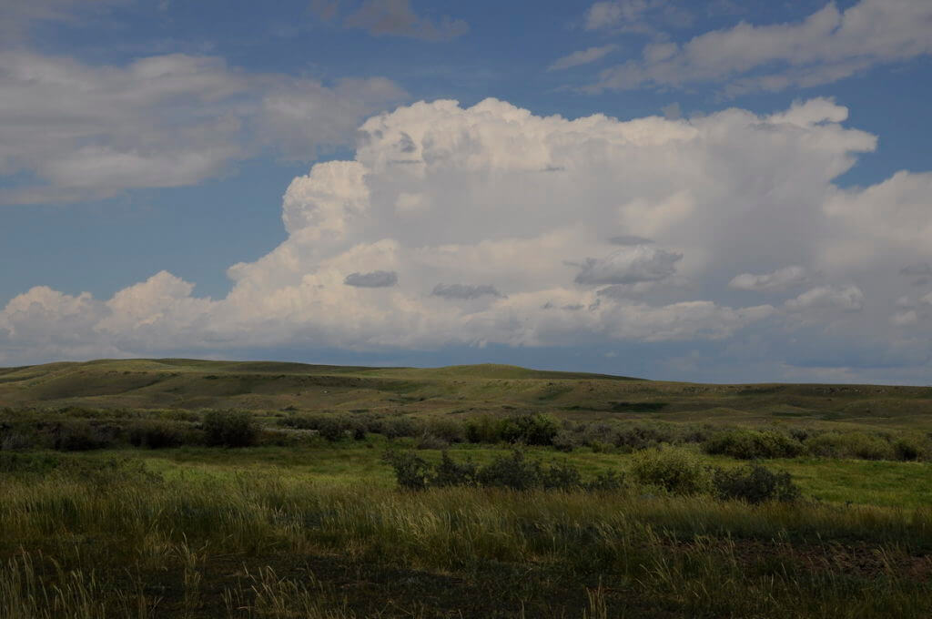 Image of mixed prairie grass growing in grasslands national park, saskatchewan