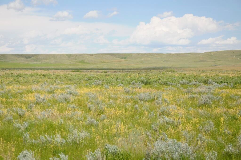 Image of tall prairie grass growing in grasslands national park, saskatchewan