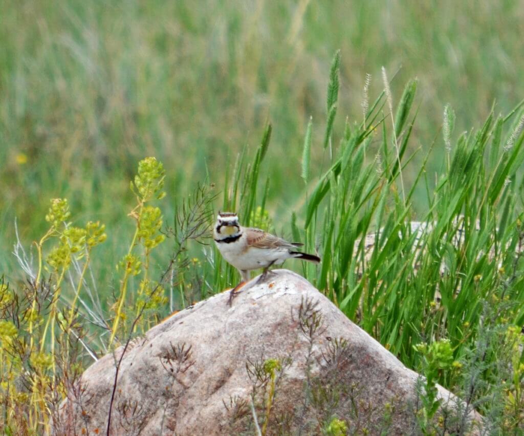 Image of a horned lark sitting on top a large rock in grasslands national park, saskatchewan