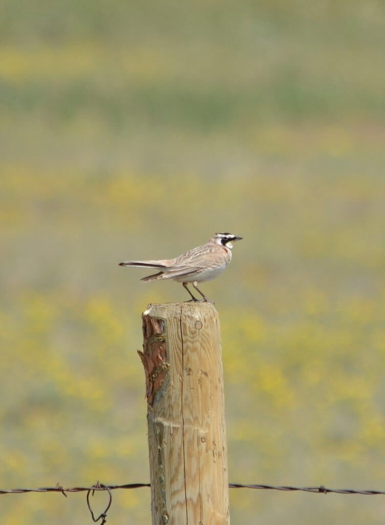 Image of a horned lark sitting on the top of a fence post in grasslands national park, saskatchewan