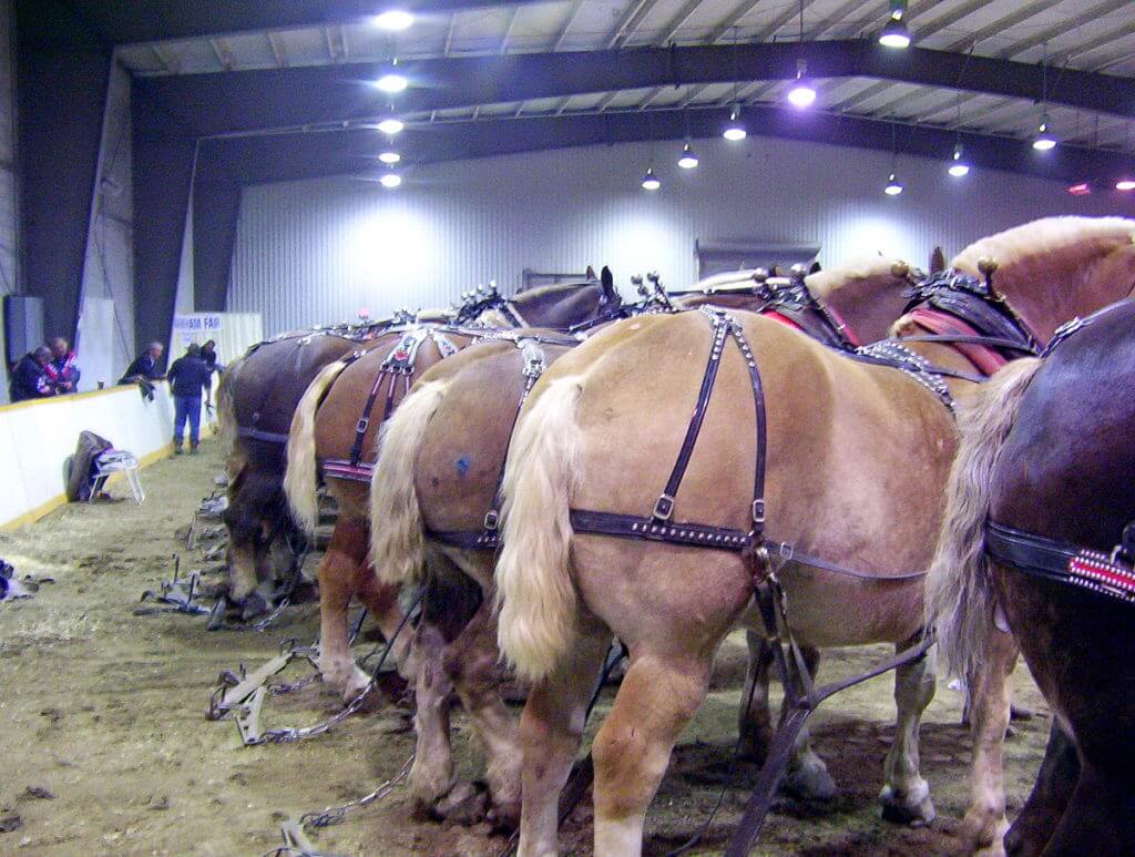 heavy horse pull, markham fair, markham, ontario