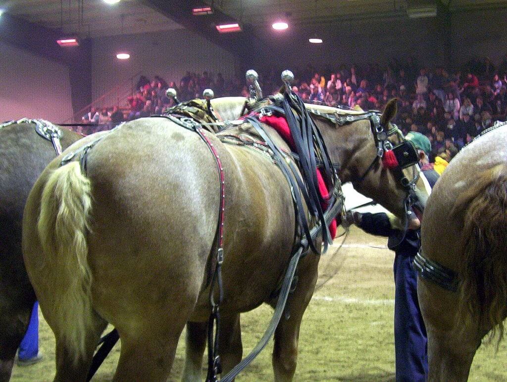 heavy horse pull, markham fair, markham, ontario