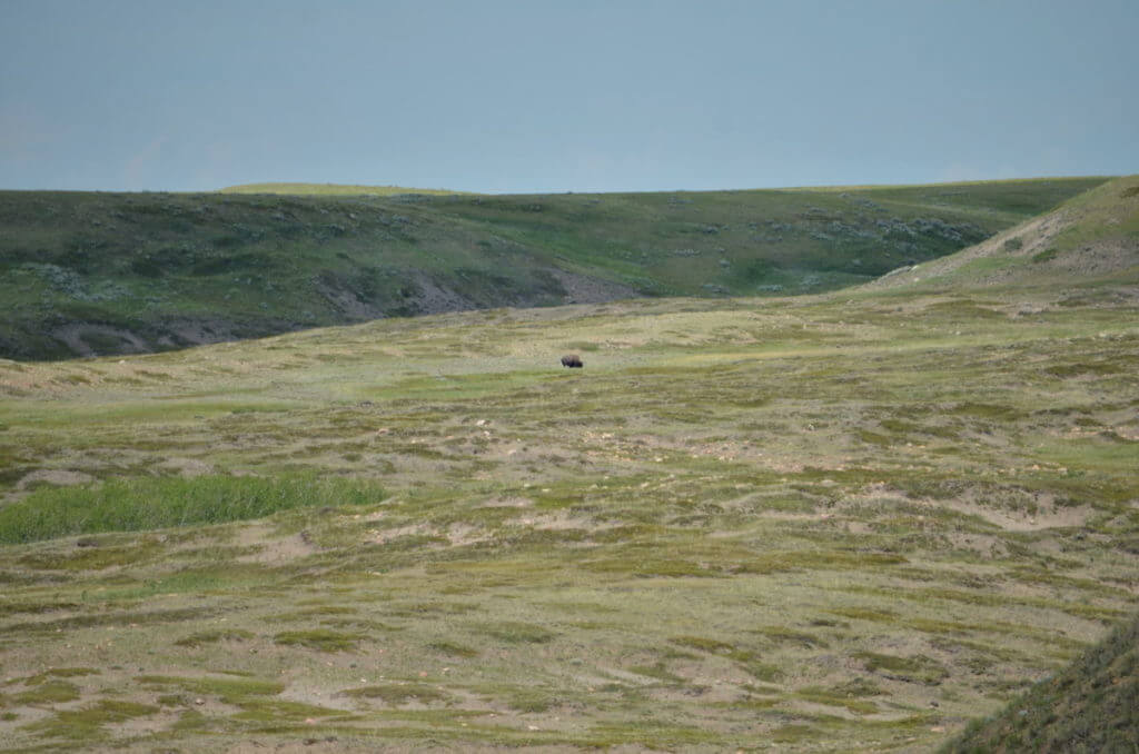 Image of a distant plains bison in grasslands national park, saskatchewan