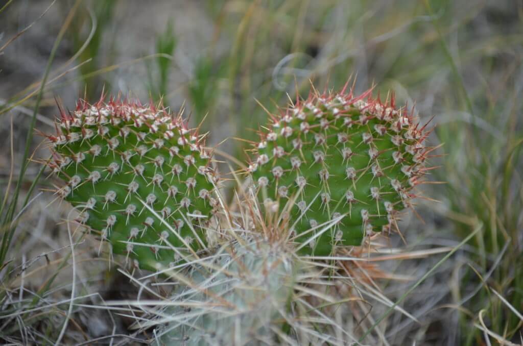 Image of prairie prickly pear cacti growing in grasslands national park, saskatchewan