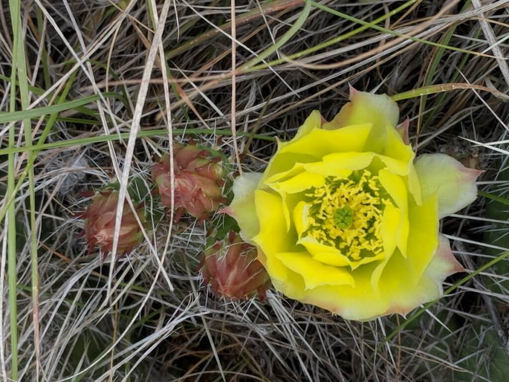Image of prairie prickly pear flower growing wild in grasslands national park, saskatchewan
