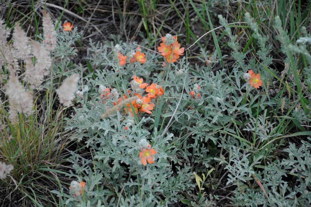 Image of scarlet globemallow plant growing in grasslands national park, saskatchewan