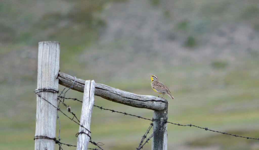 Image of western meadowlark on a fence in grasslands national park, saskatchewan