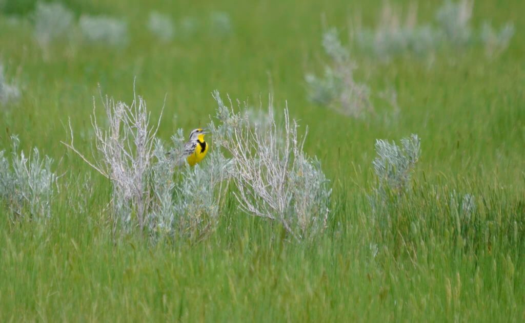 Image of a western meadowlark singing on the ground in grasslands national park, saskatchewan