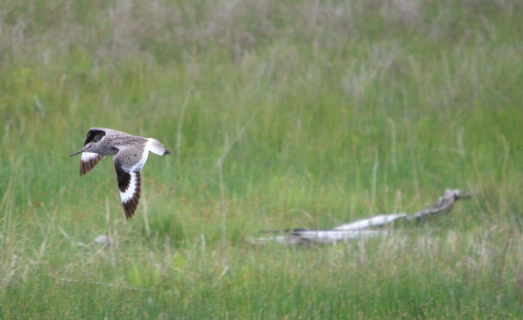 Image of a willet in flight in grasslands national park, saskatchewan