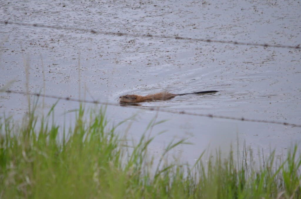 Image of a muskrat swimming near val marie, saskatchewan