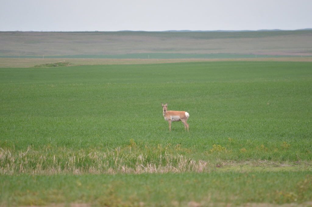 Image of pronghorn antelope in a farm field near val marie, saskatchewan