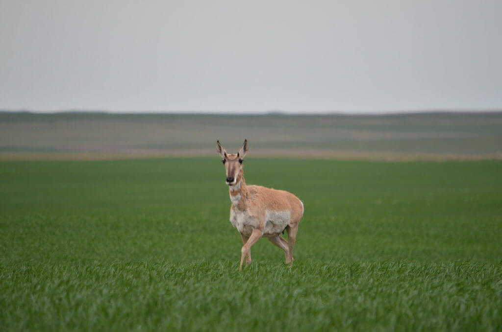 Image of a prognhorn antelope running towards us near val marie, saskatchewan 