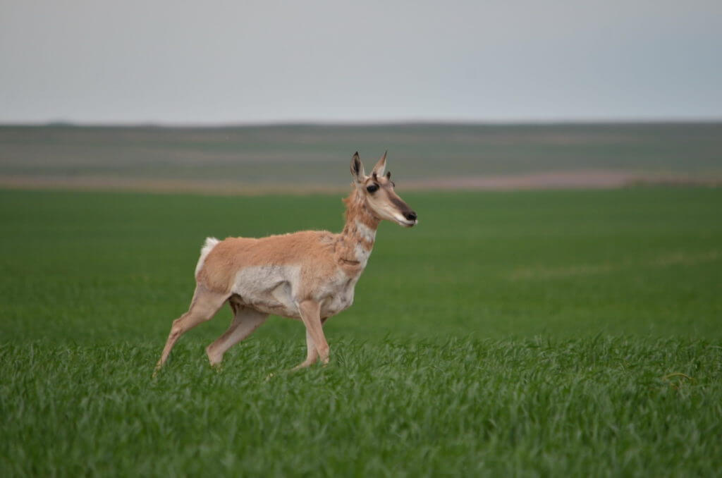 Image of a pronghorn antelope running by us near val marie, saskatchewan