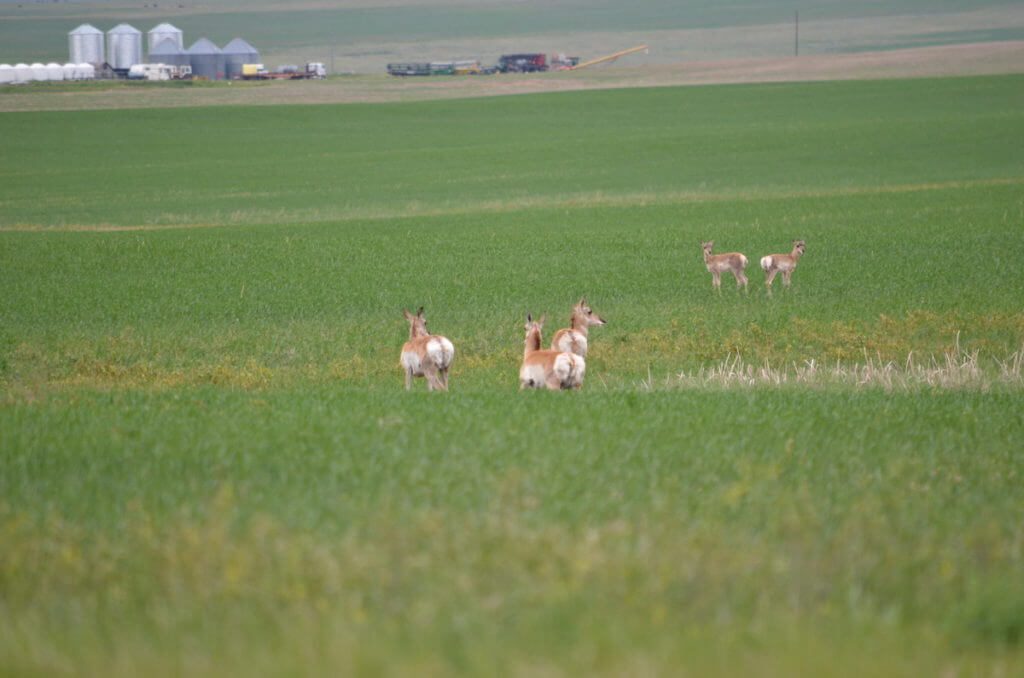 Image of pronghorn antelopes in a farm field near val marie, saskatchewan