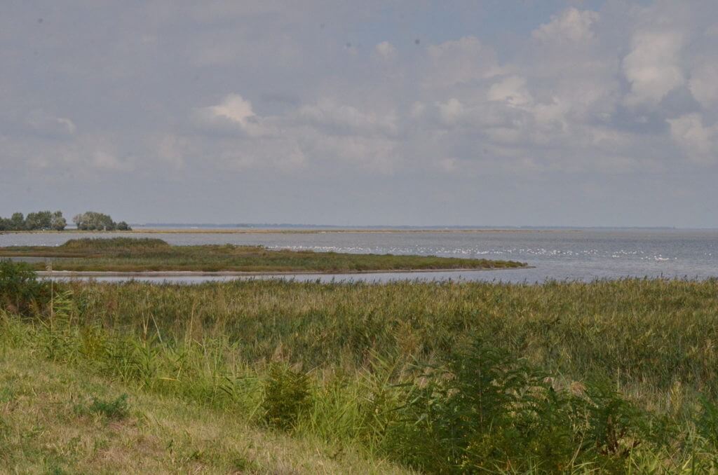greater flamingo colony, valli di comacchio, italy