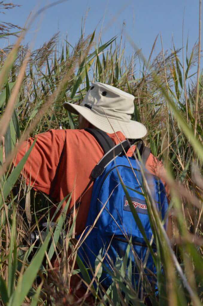 bob in the bulrushes, valli di comacchio, italy