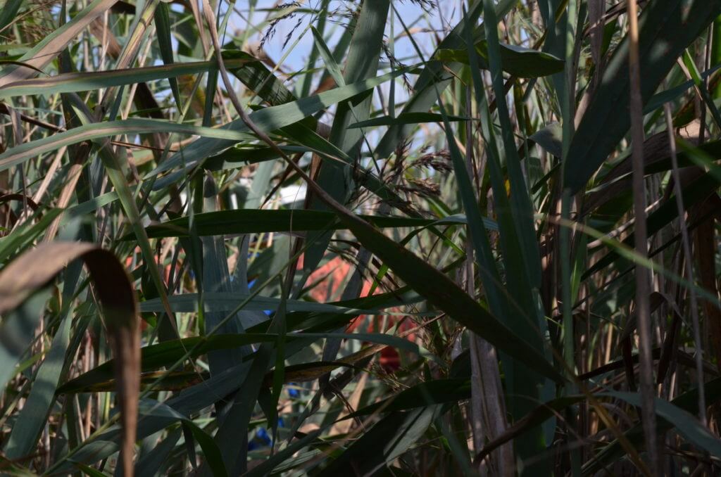 bob in the bulrushes, valli di comacchio, italy