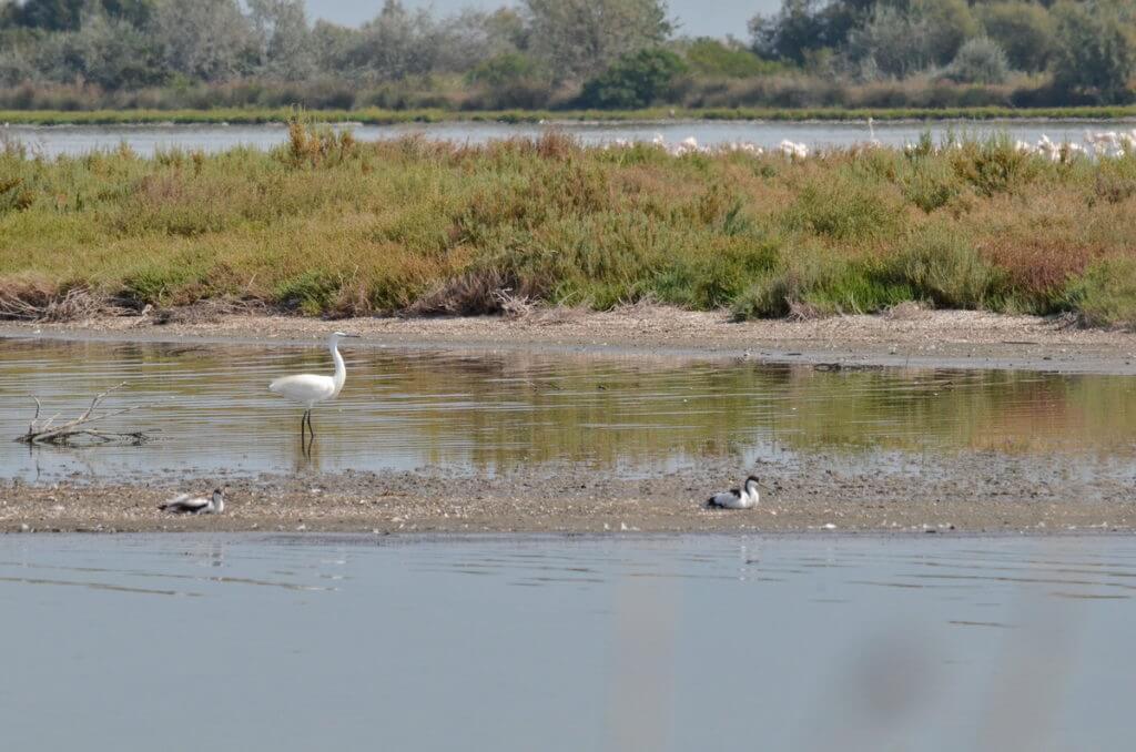 little egret and pied avocet, valli di comacchio, italy