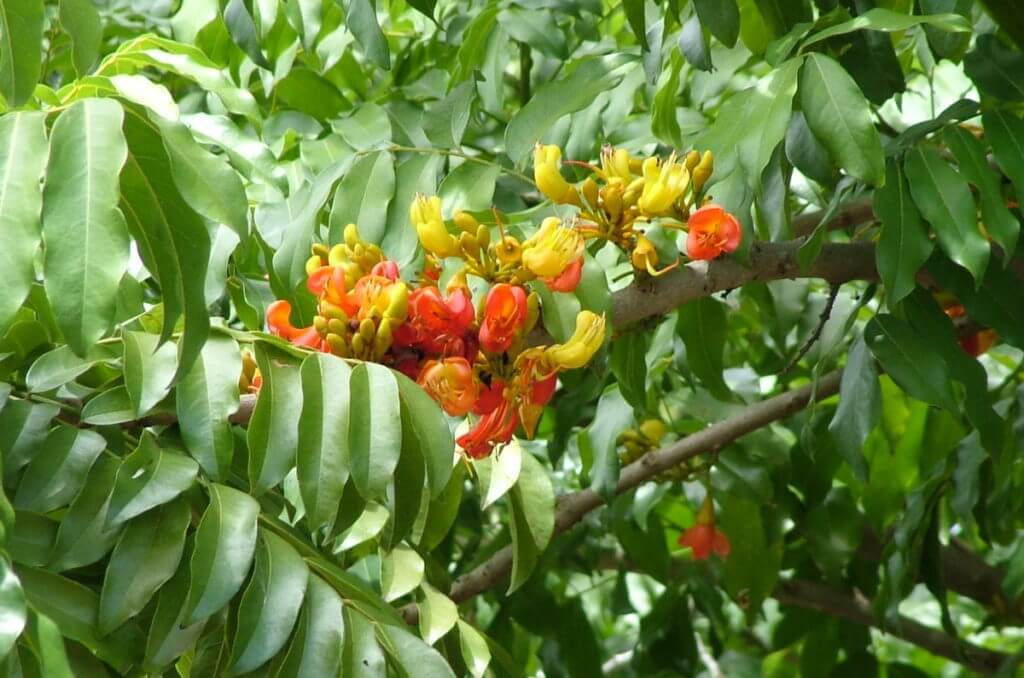 flowers on an australian chestnut tree, oribi gorge, south africa