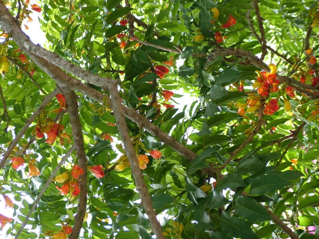 australian chestnut tree, oribi gorge, south africa