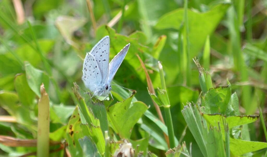 a blue copper butterfly, riverwalk trail, grasslands national park, saskatchewan