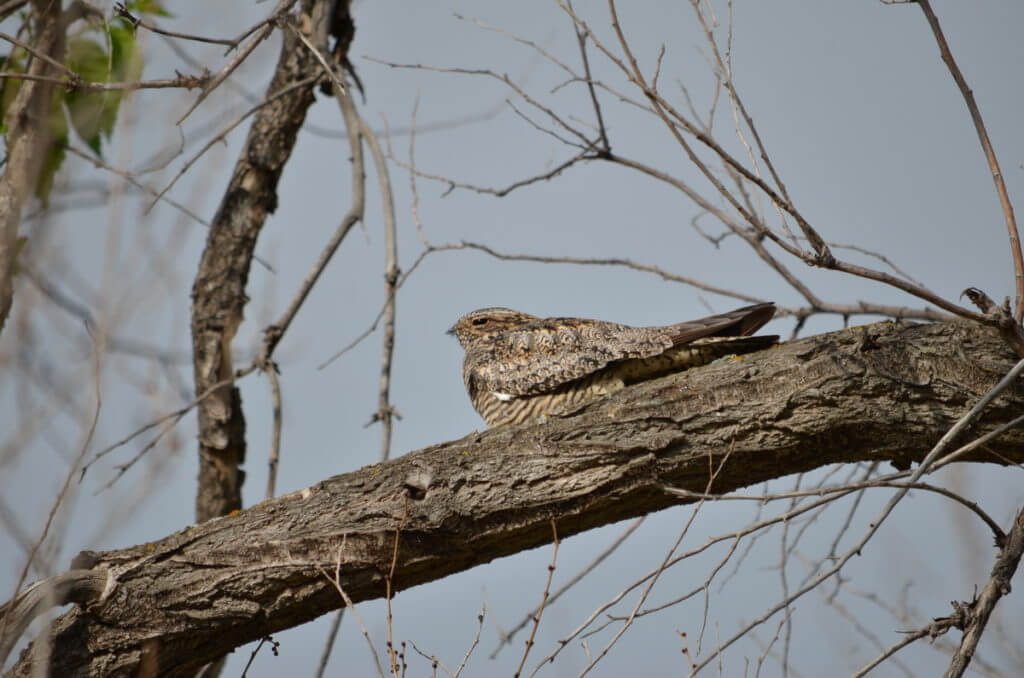 a common nighthawk, val marie, saskatchewan, near Grasslands National Park 