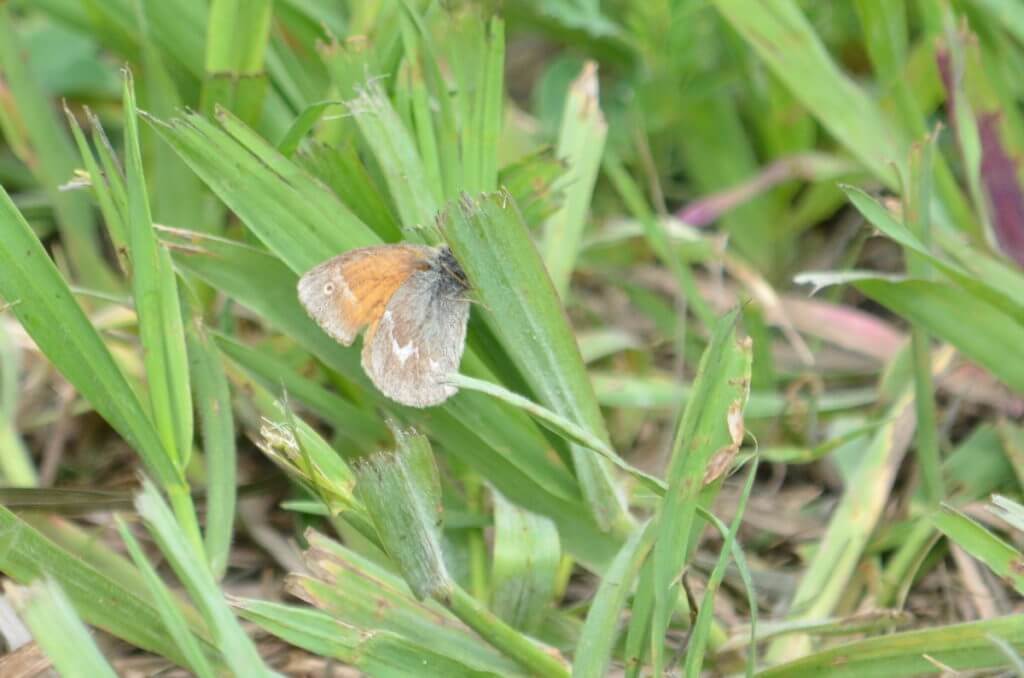 common ringlet butterfly, riverwalk trail, grasslands national park, saskatchewan