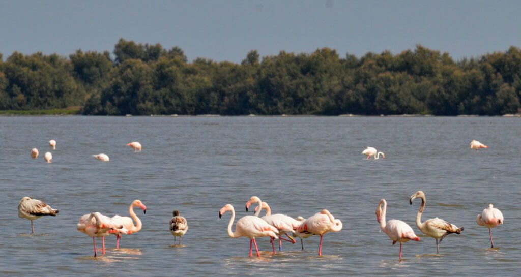 greater flamingos, valli di comacchio, italy