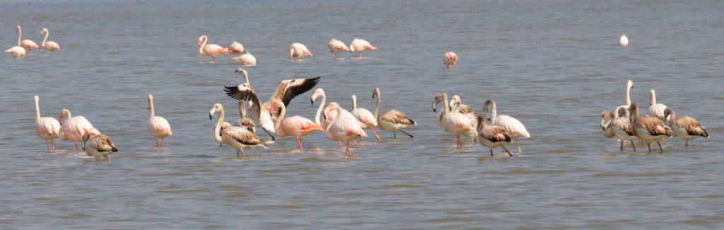 greater flamingos, valli di comacchio, italy