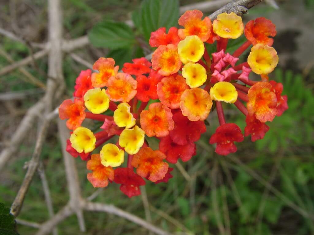 lantana flowers, oribi gorge, south africa
