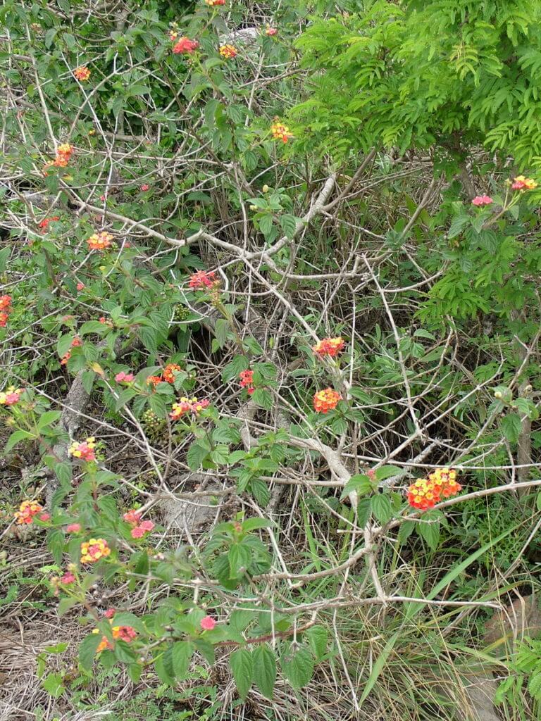 lantana flowers, oribi gorge, south africa