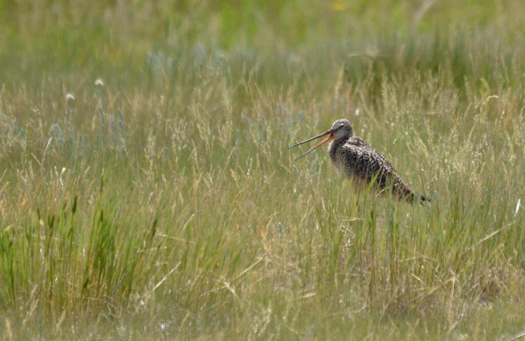 a marbled godwit, val marie, saskatchewan
