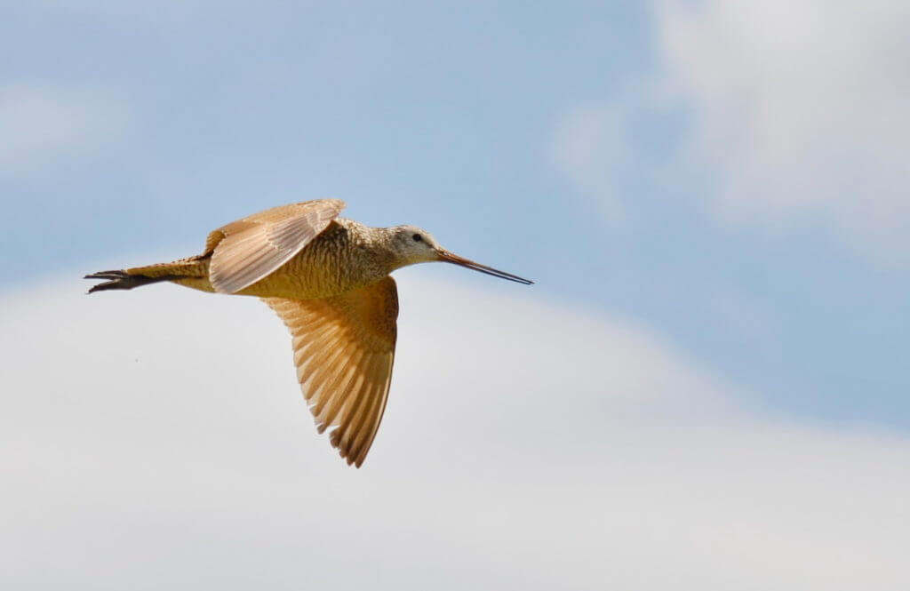 a marbled godwit, val marie, saskatchewan