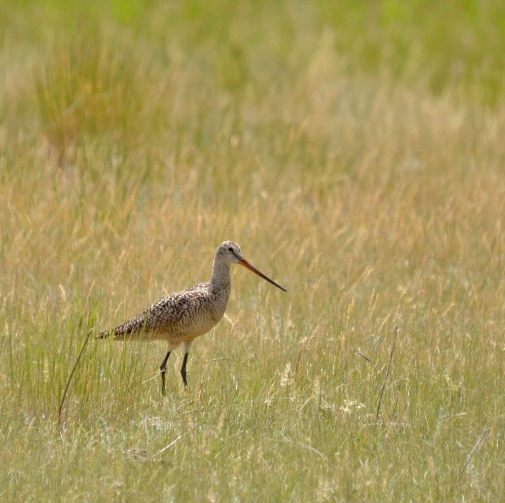 a marbled godwit, val marie, saskatchewan, near Grasslands National Park