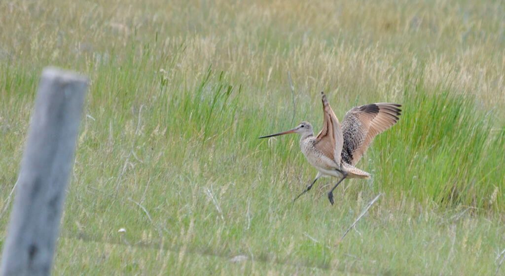 a marbled godwit, val marie, saskatchewan