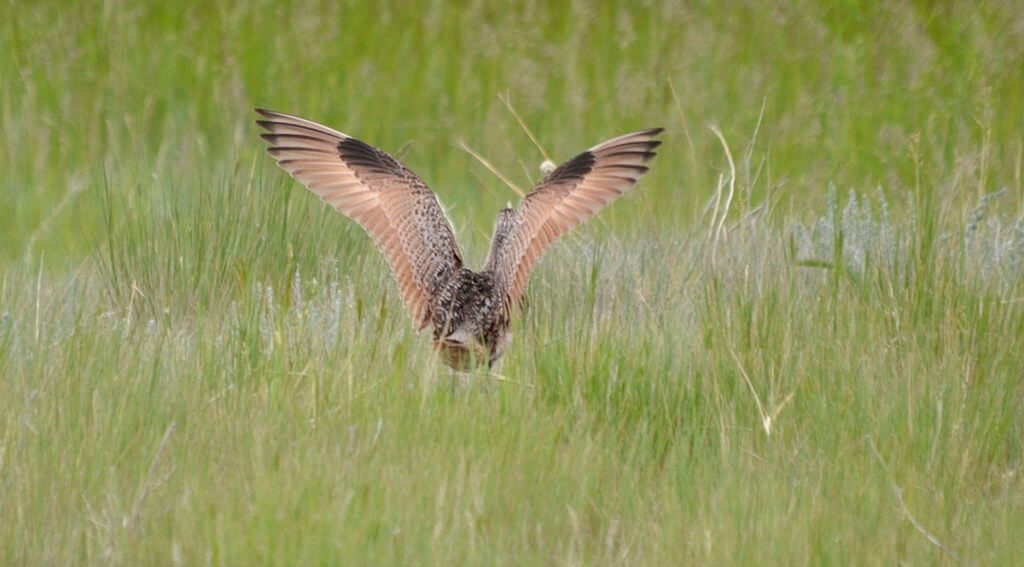 a marbled godwit, val marie, saskatchewan