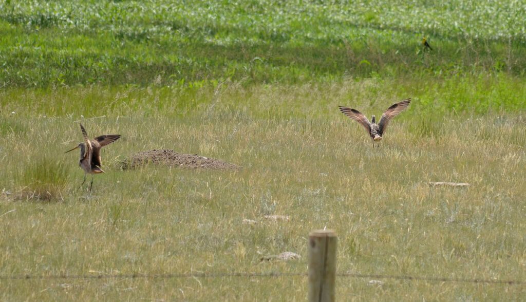 marbled godwits, val marie, saskatchewan