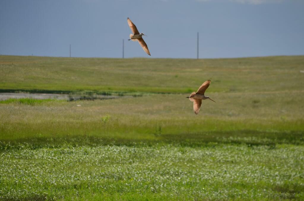 marbled godwits, val marie, saskatchewan