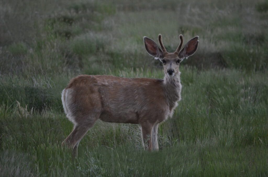 a mule deer, grasslands national park, saskatchewan 