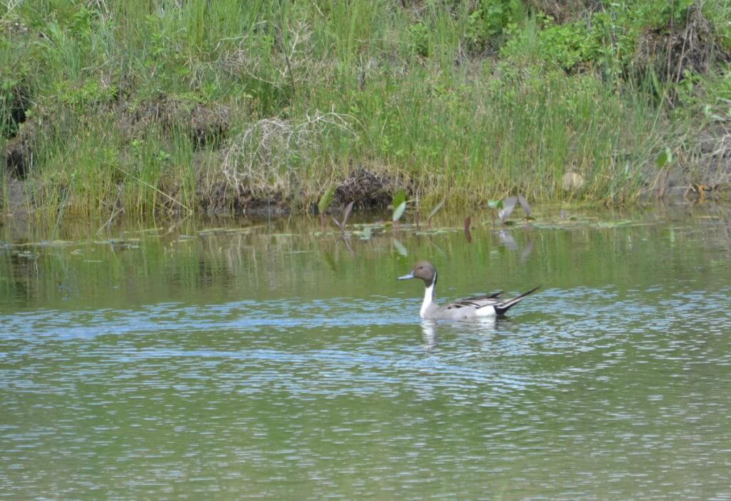 a northern pintail duck, val marie, saskatchewan