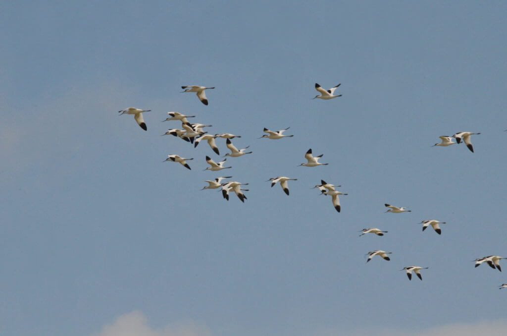 pied avocets, valli di comacchio, sant'alberto, italy