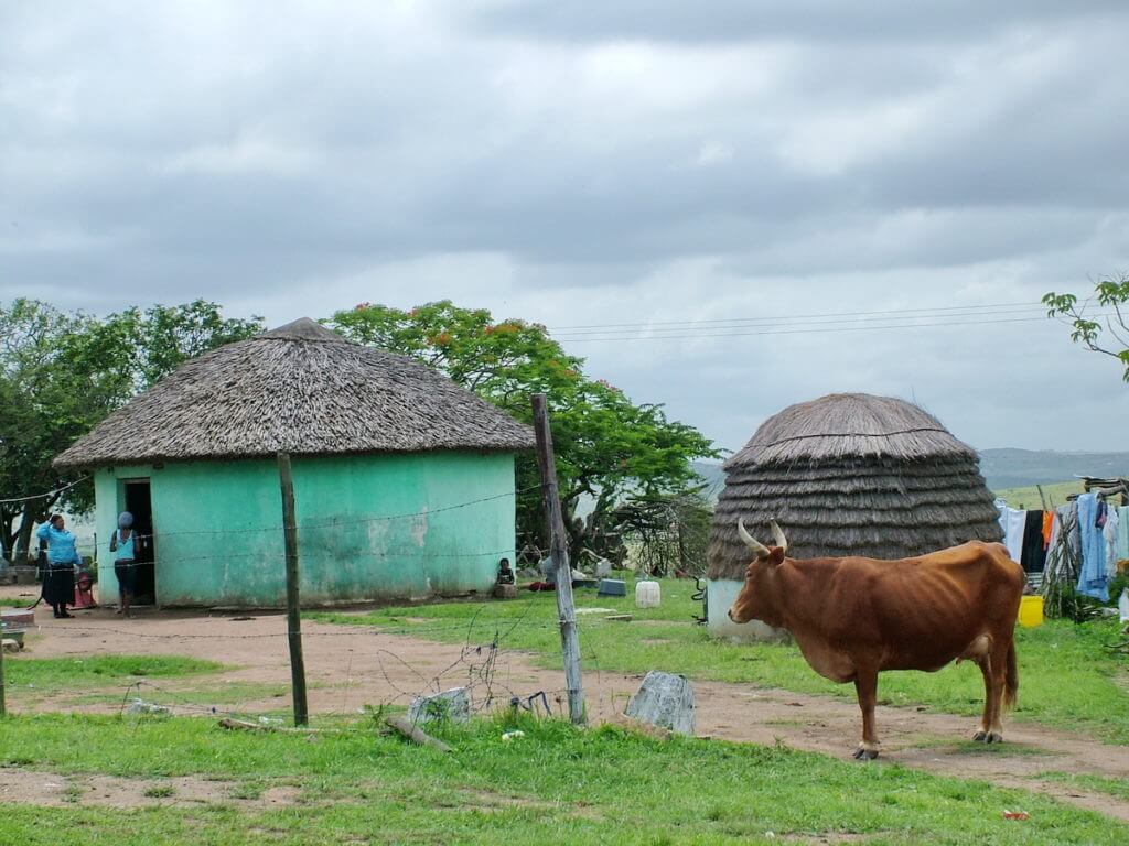 a rondavel and sacred cow, KwaZulu-Natal, South Africa